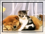 �pi�cy, Pies, Kotek